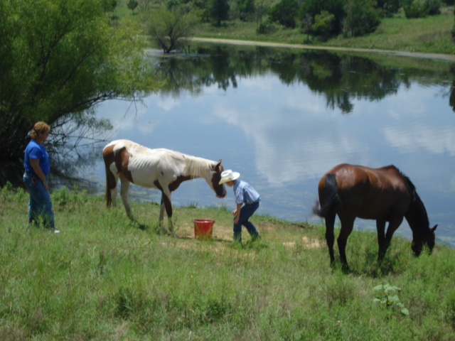 BOY FEEDING HORSES